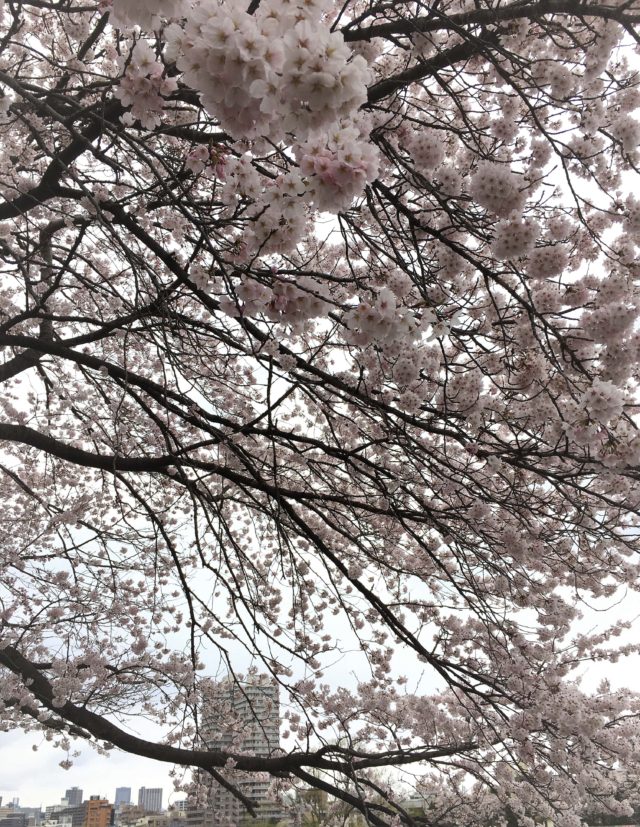 おうち時間～桜～-min (2)